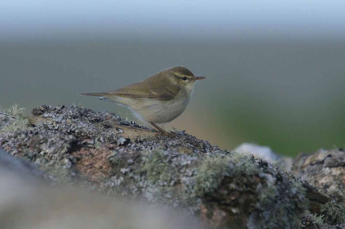 Greenish Warbler - ML625291126