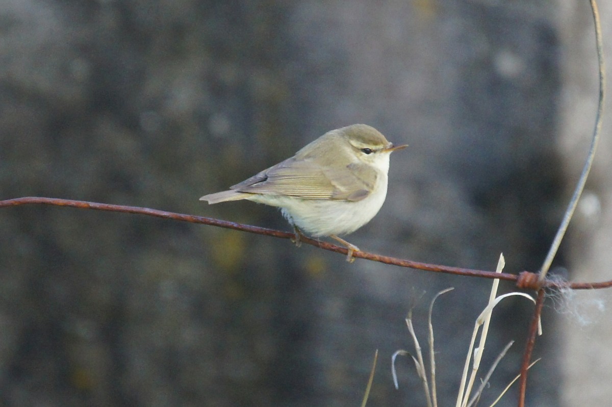 Greenish Warbler - ML625291133