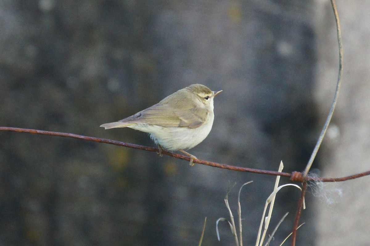 Greenish Warbler - ML625291134