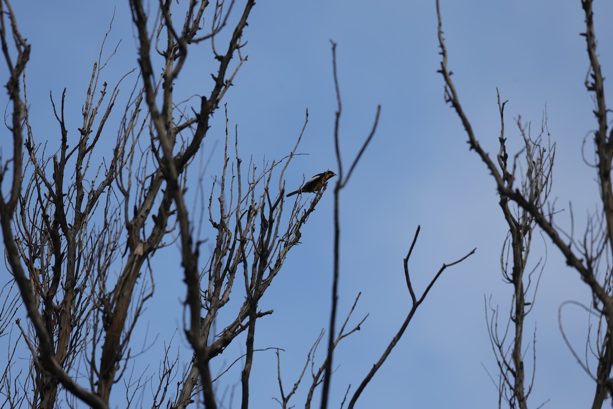 Black-backed Oriole - ML625291176