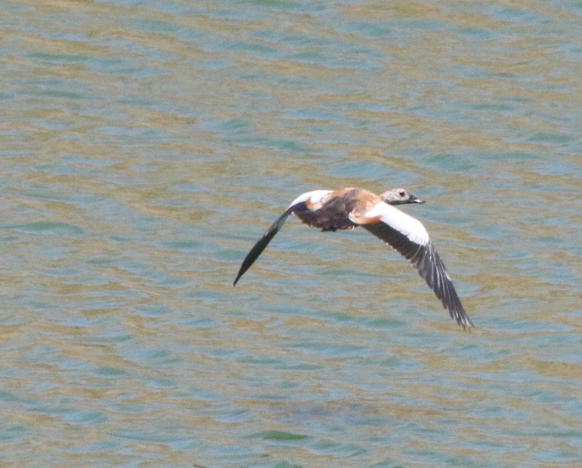 Ruddy Shelduck - Karl Overman