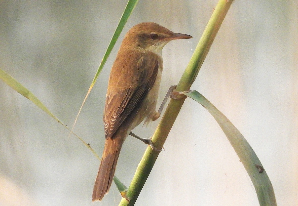 Clamorous Reed Warbler - ML625291300