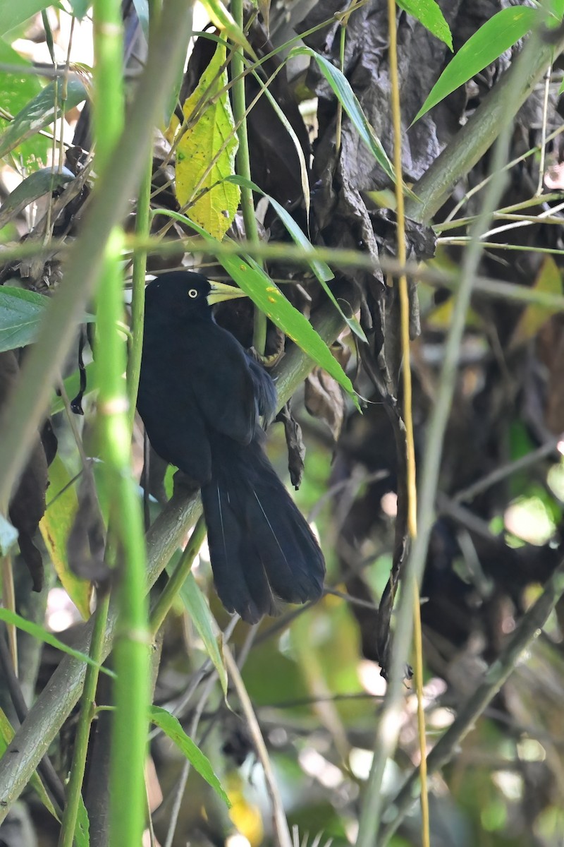 Yellow-billed Cacique - ML625291306