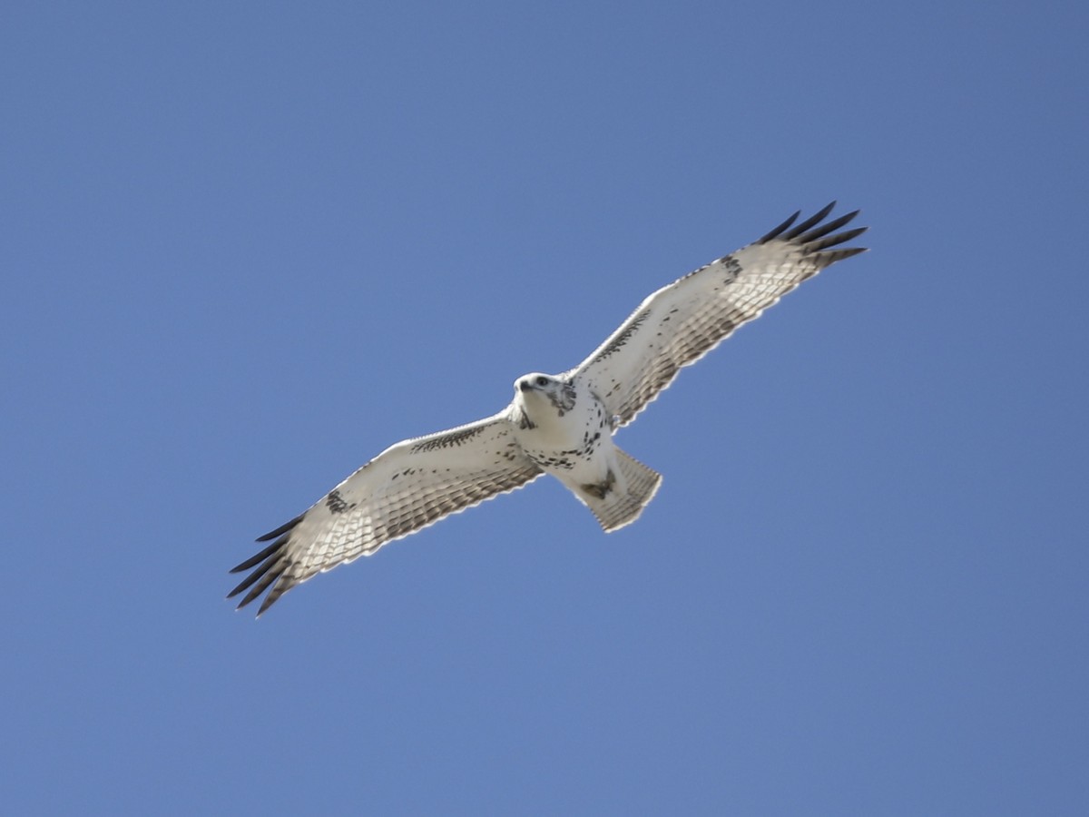 Red-tailed Hawk (Krider's) - ML625291317