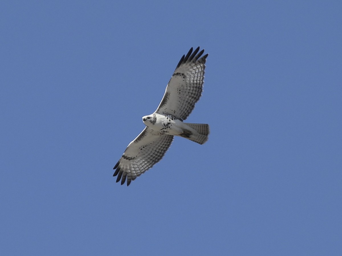 Red-tailed Hawk (Krider's) - ML625291318