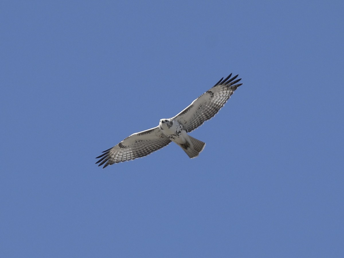 Red-tailed Hawk (Krider's) - ML625291319