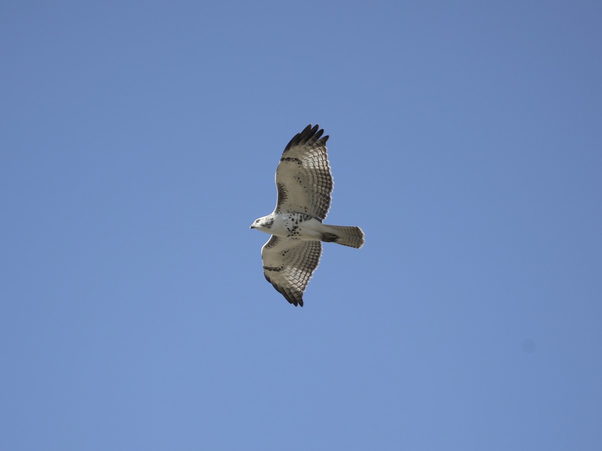 Red-tailed Hawk (Krider's) - ML625291320