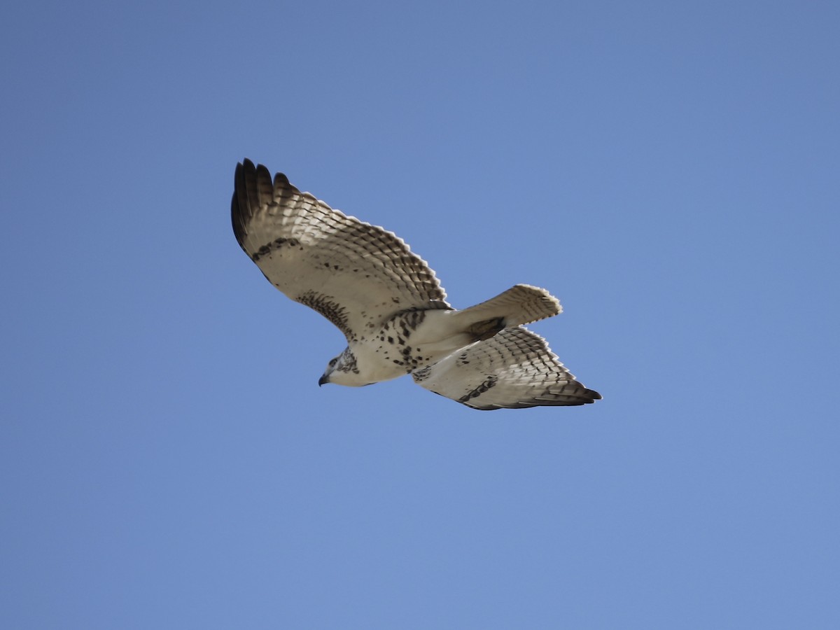 Red-tailed Hawk (Krider's) - ML625291321