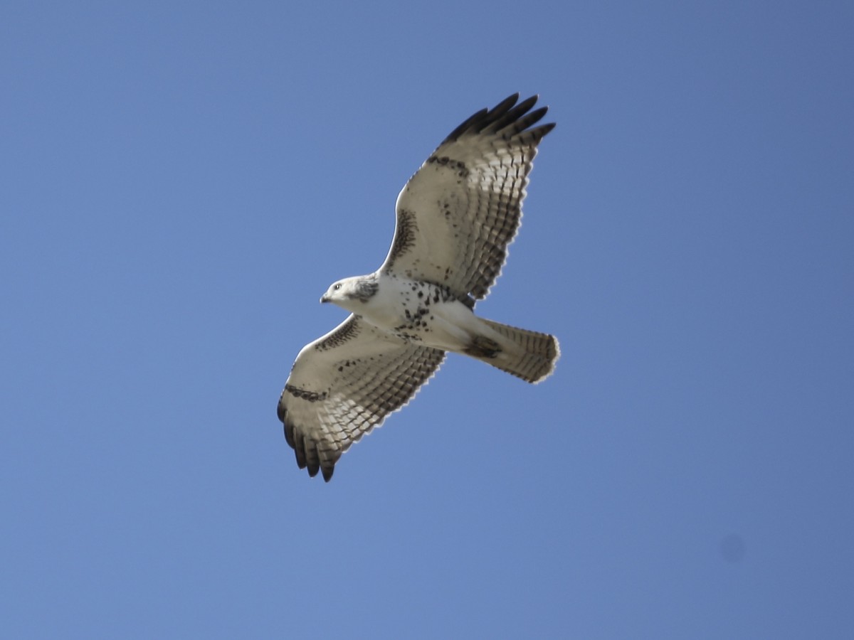 Red-tailed Hawk (Krider's) - ML625291322