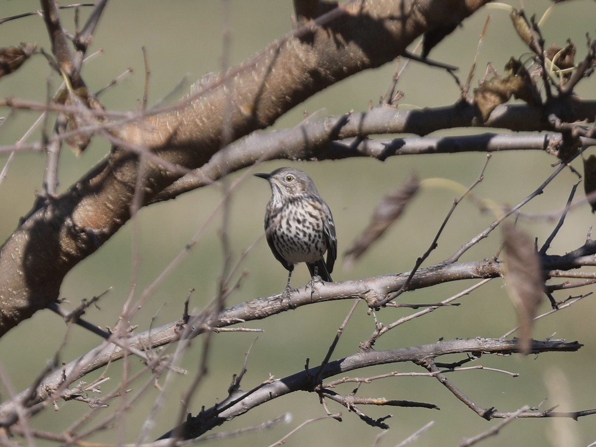 Sage Thrasher - ML625291359