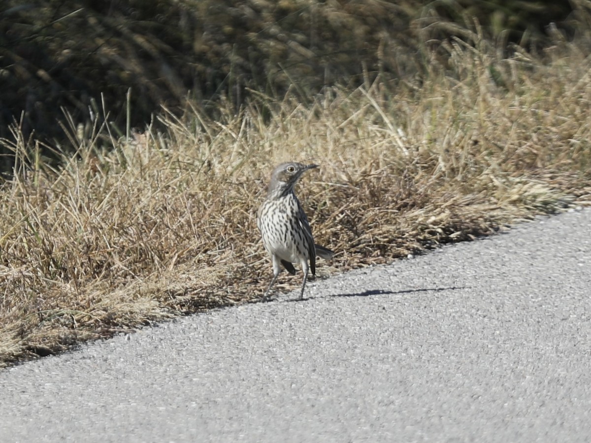 Sage Thrasher - ML625291360