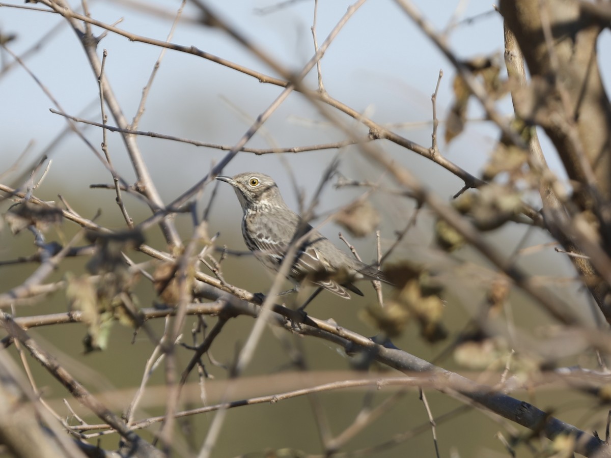 Sage Thrasher - ML625291361