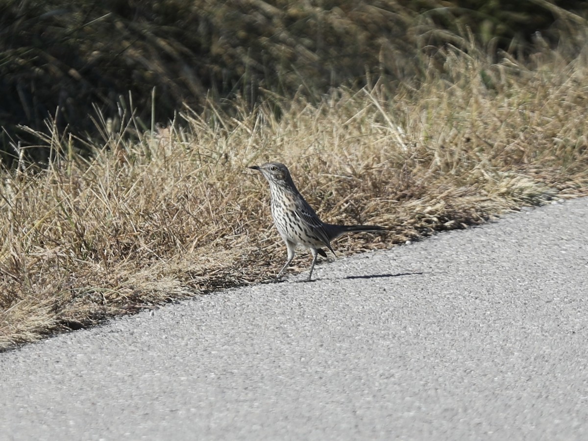 Sage Thrasher - ML625291362