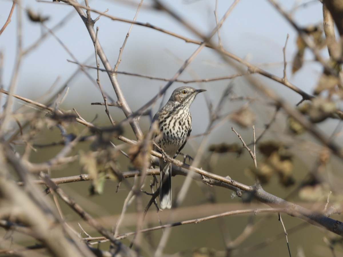 Sage Thrasher - ML625291363