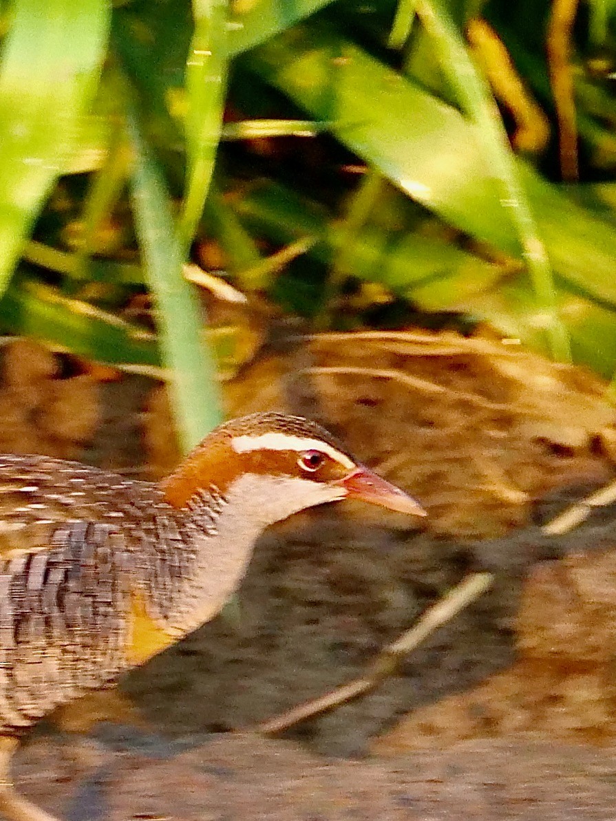 Buff-banded Rail - ML625291434