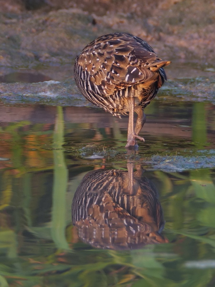 Buff-banded Rail - ML625291435