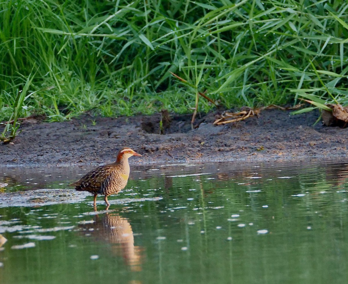 Buff-banded Rail - ML625291436