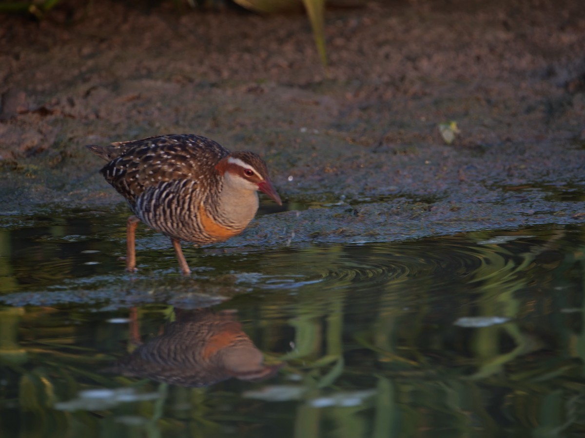 Buff-banded Rail - ML625291437