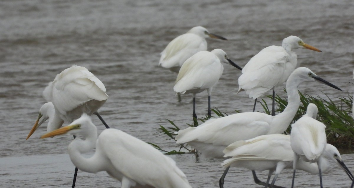 Chinese Egret - ML625291439