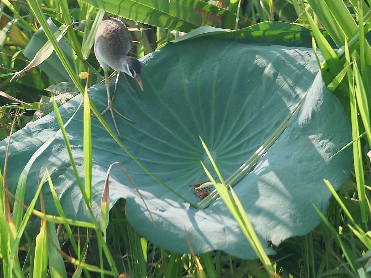 White-browed Crake - ML625291457