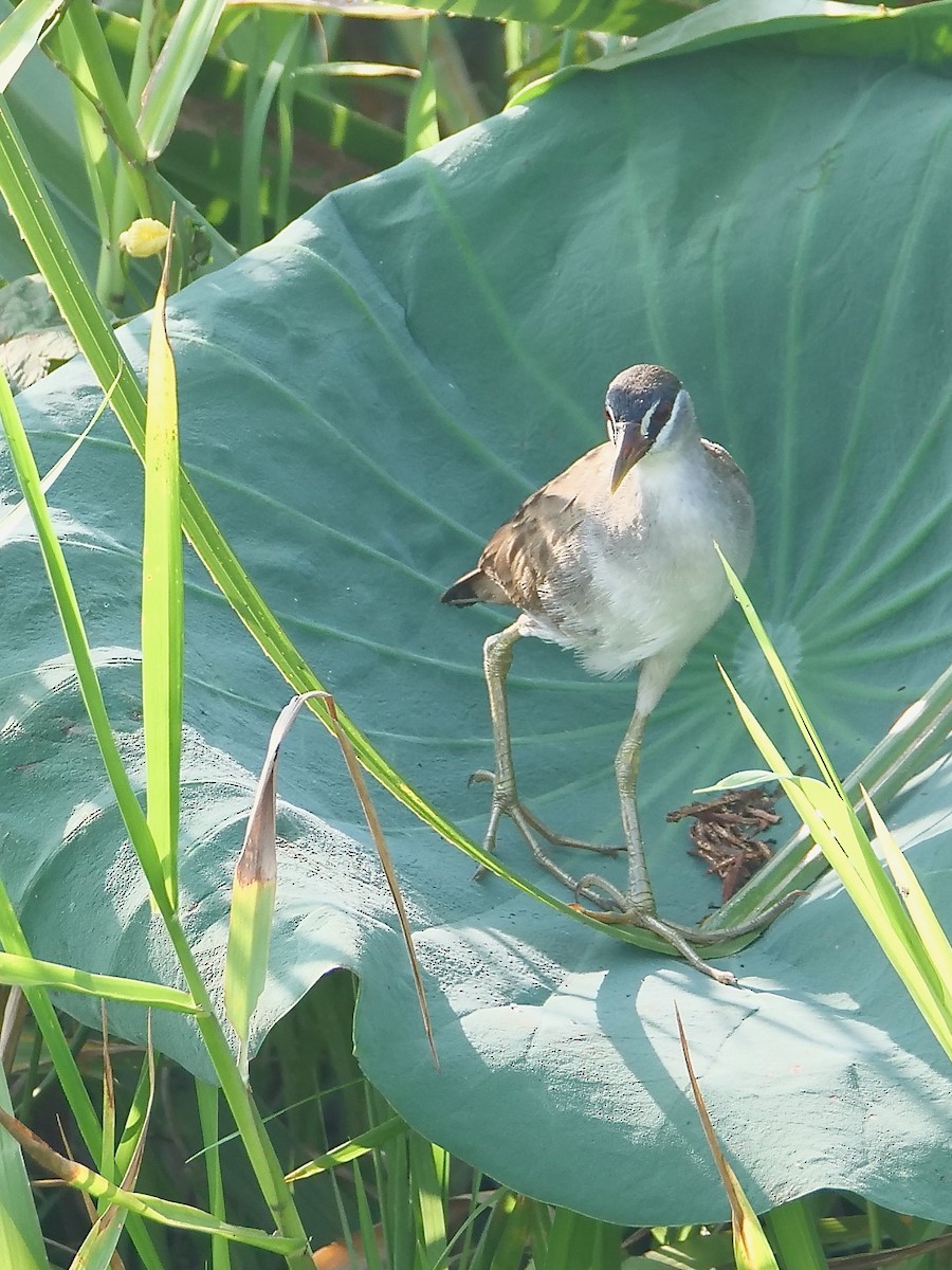 White-browed Crake - ML625291465