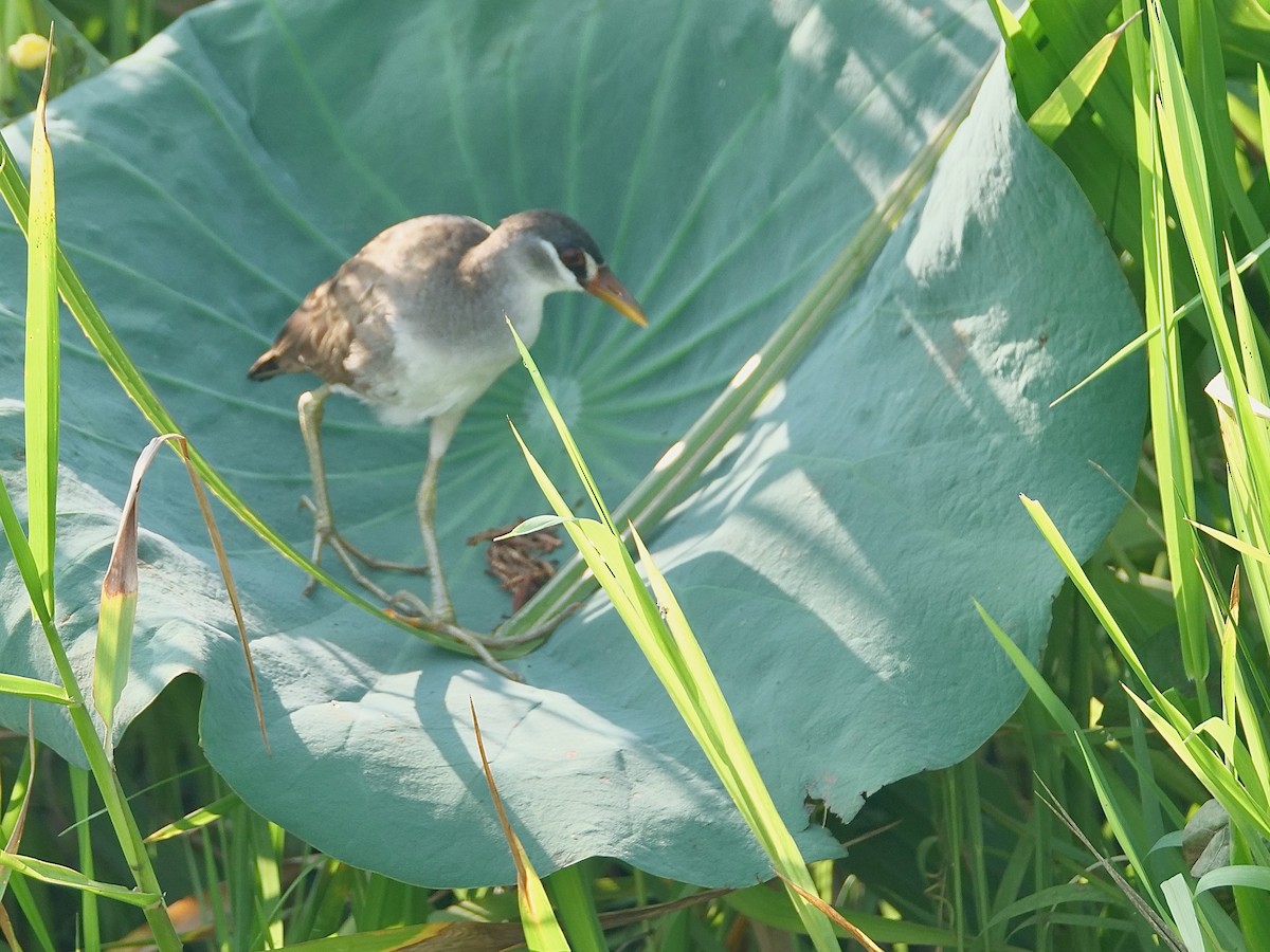 White-browed Crake - ML625291468