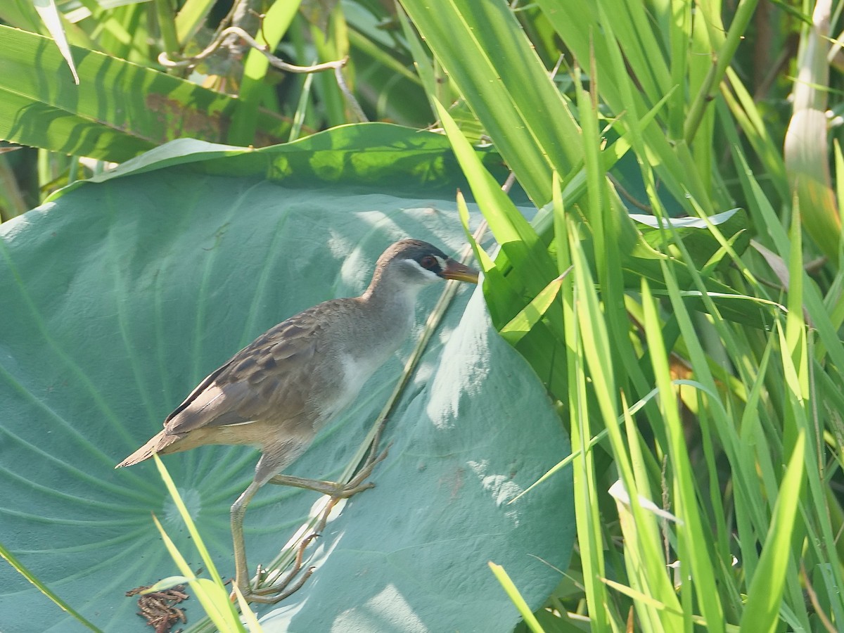 White-browed Crake - ML625291473