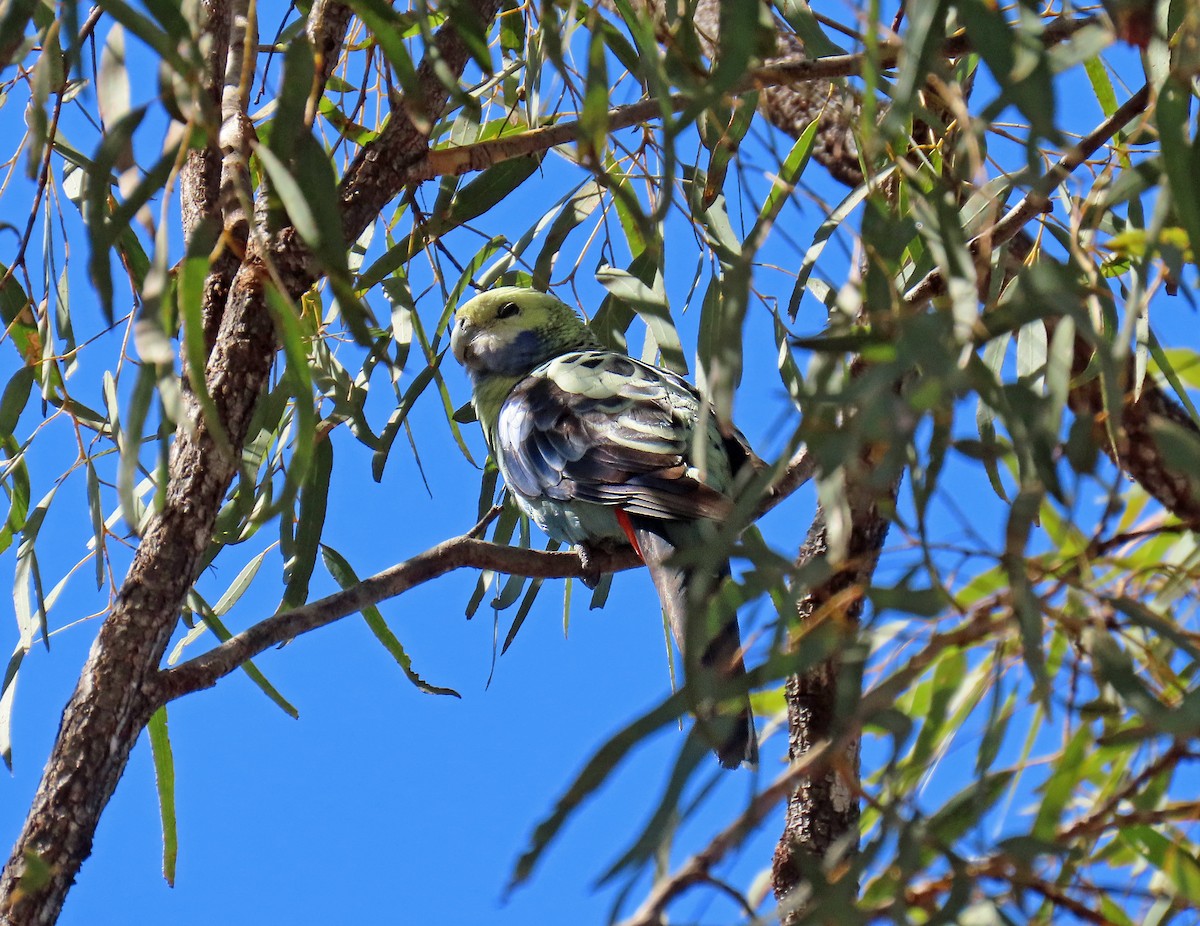 Pale-headed Rosella - Peter Leth