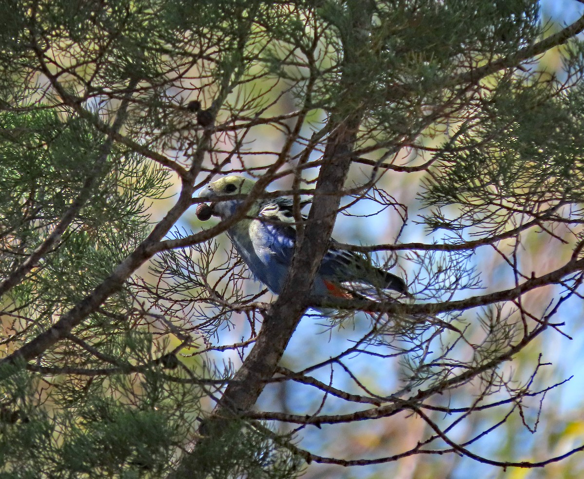 Pale-headed Rosella - ML625291632