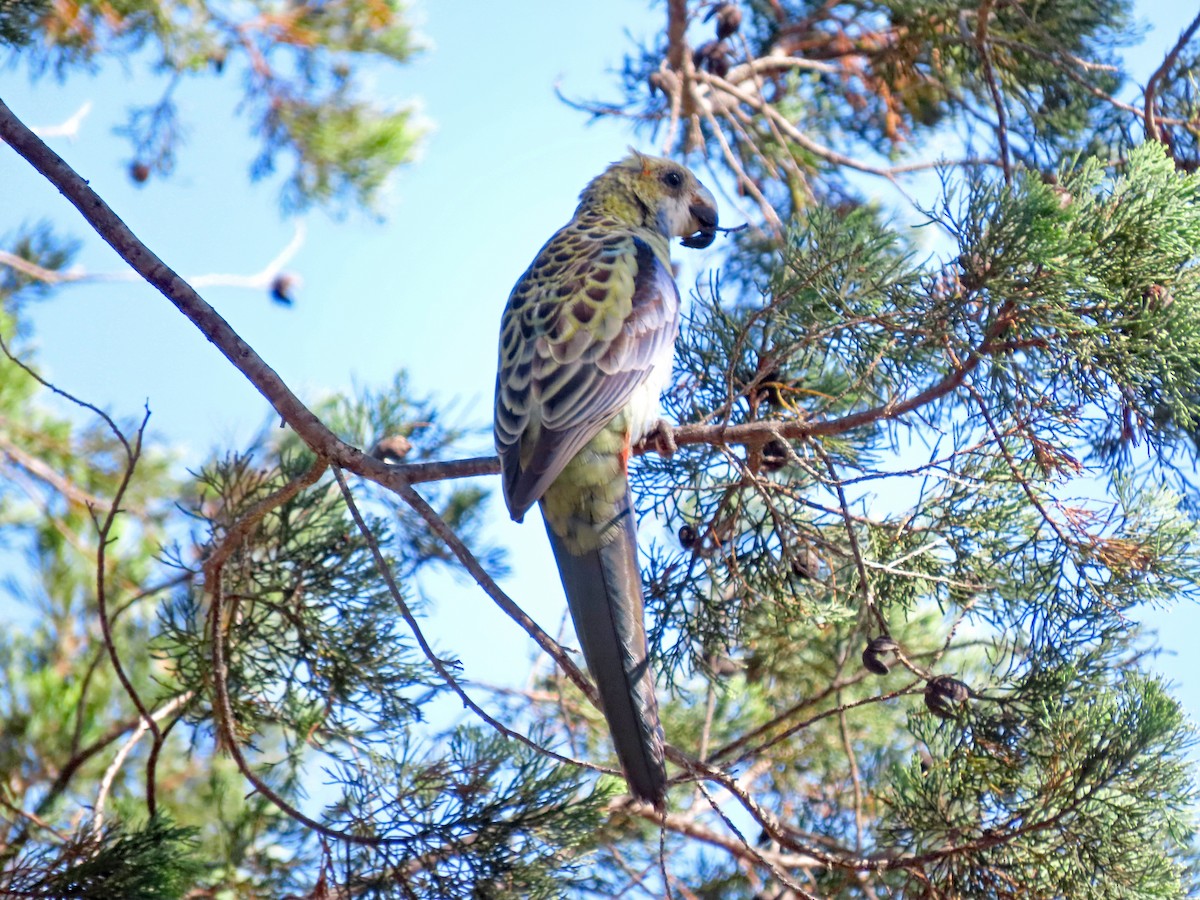 Pale-headed Rosella - ML625291635