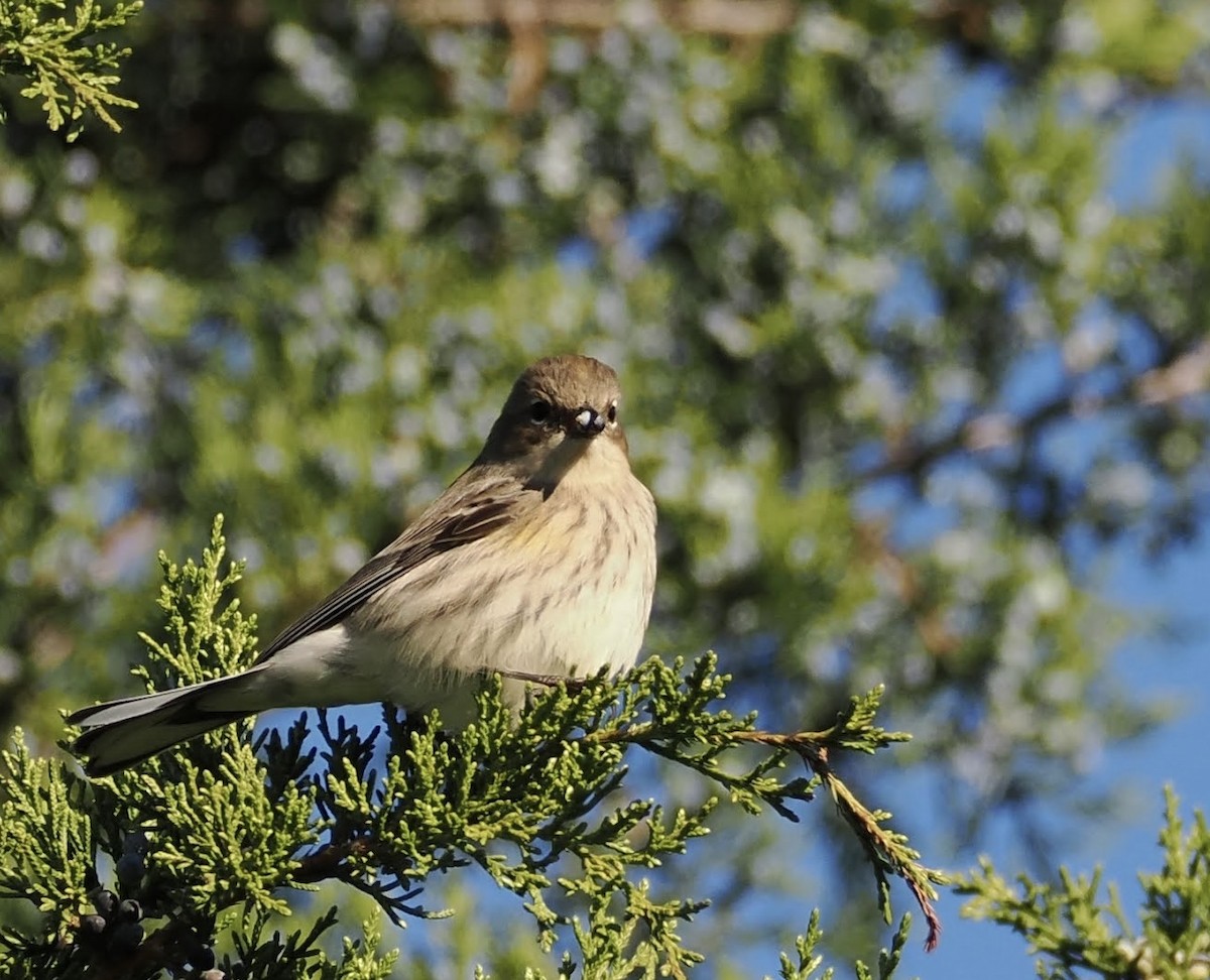 Yellow-rumped Warbler - ML625291806