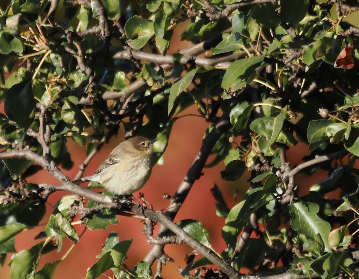 Yellow-rumped Warbler - ML625291807
