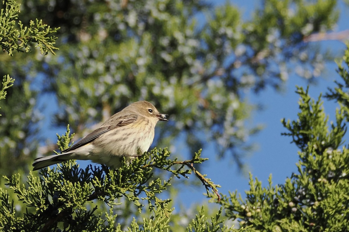 Yellow-rumped Warbler - ML625291815