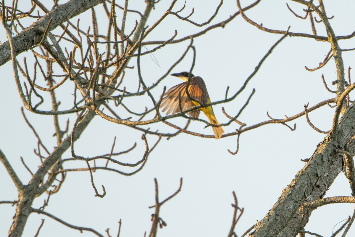 Boat-billed Flycatcher - ML625291848