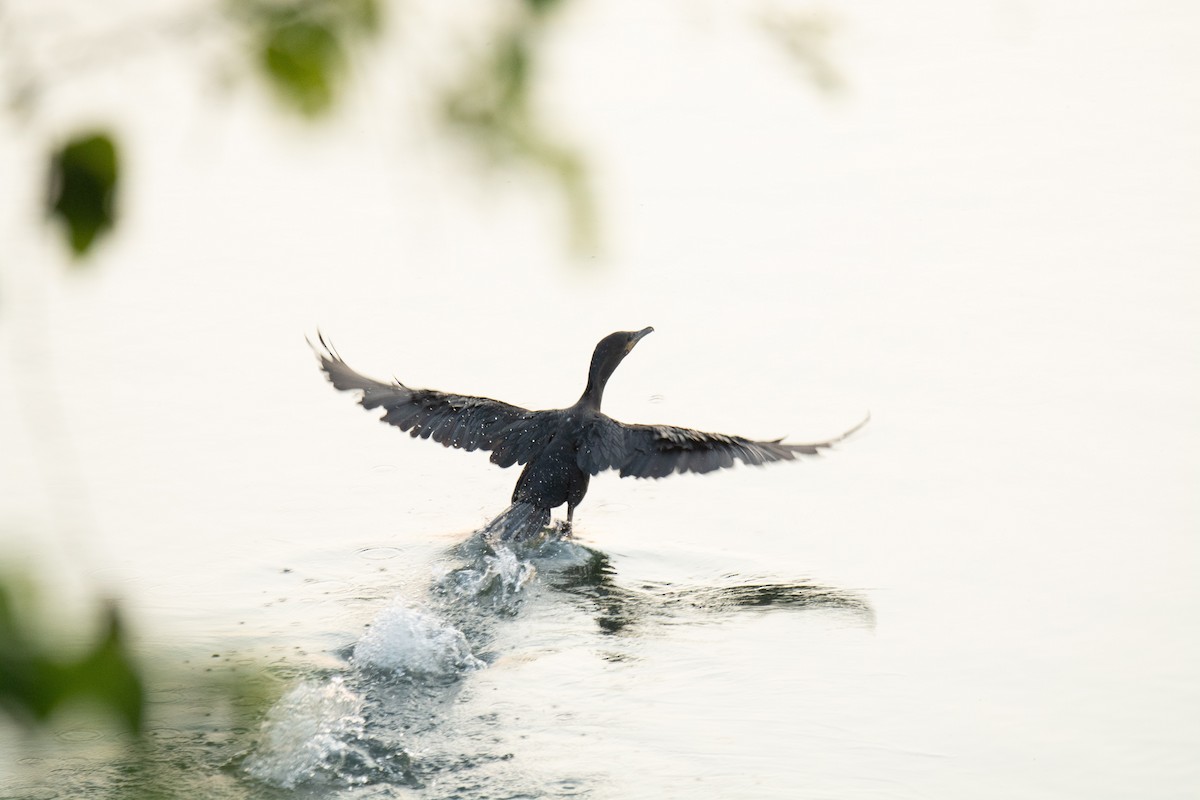 Neotropic Cormorant - ML625291917