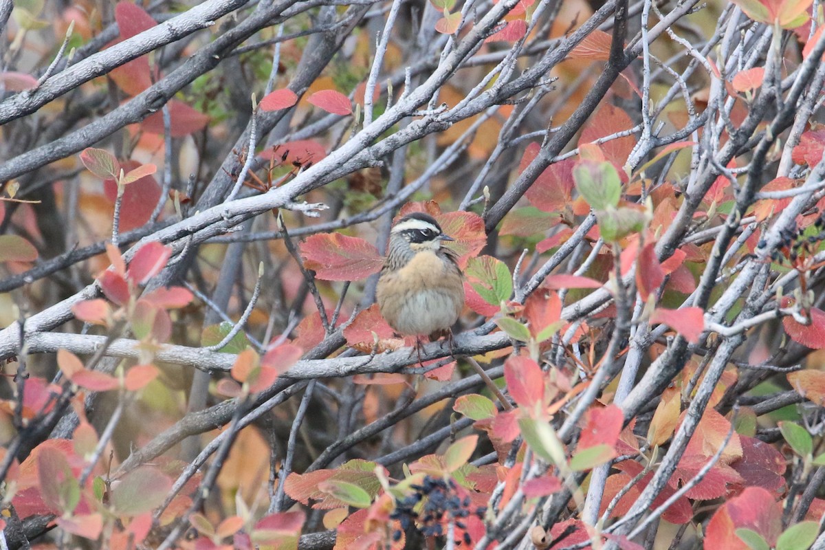 Radde's Accentor (Radde's) - ML625292022