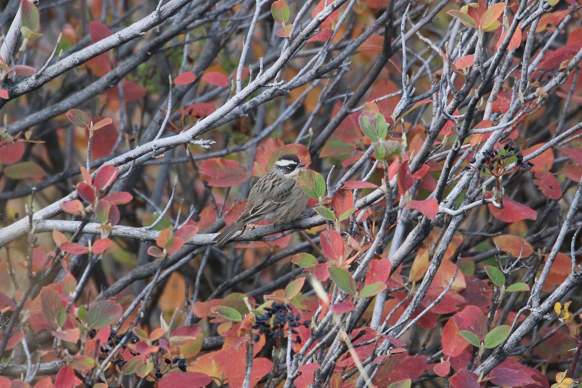 Radde's Accentor (Radde's) - ML625292023