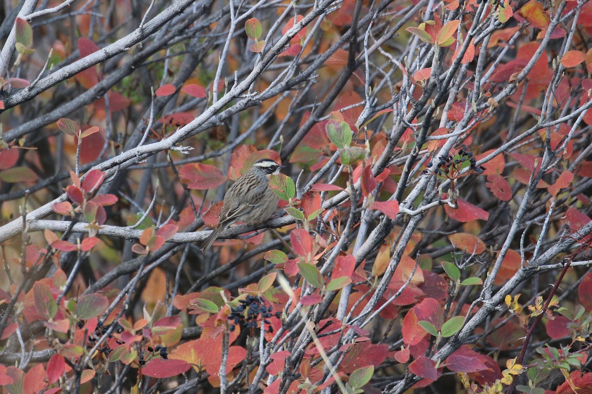 Radde's Accentor (Radde's) - ML625292024