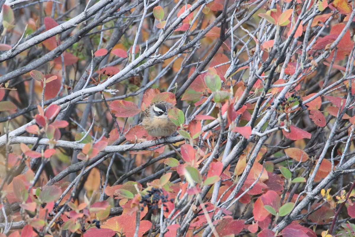 Radde's Accentor (Radde's) - ML625292025