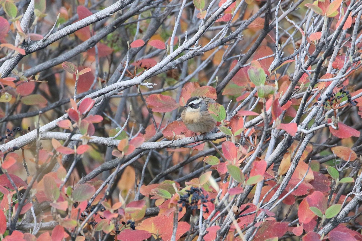 Radde's Accentor (Radde's) - ML625292026