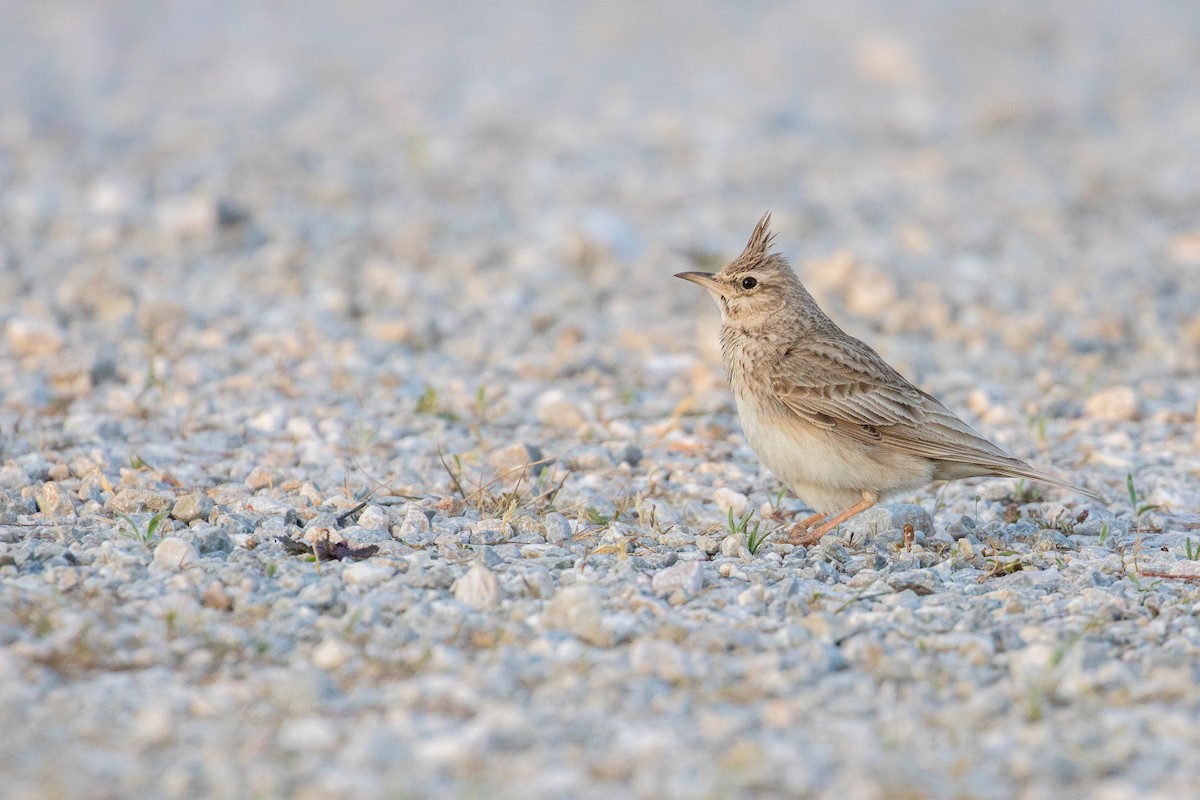 Crested Lark - ML625292041
