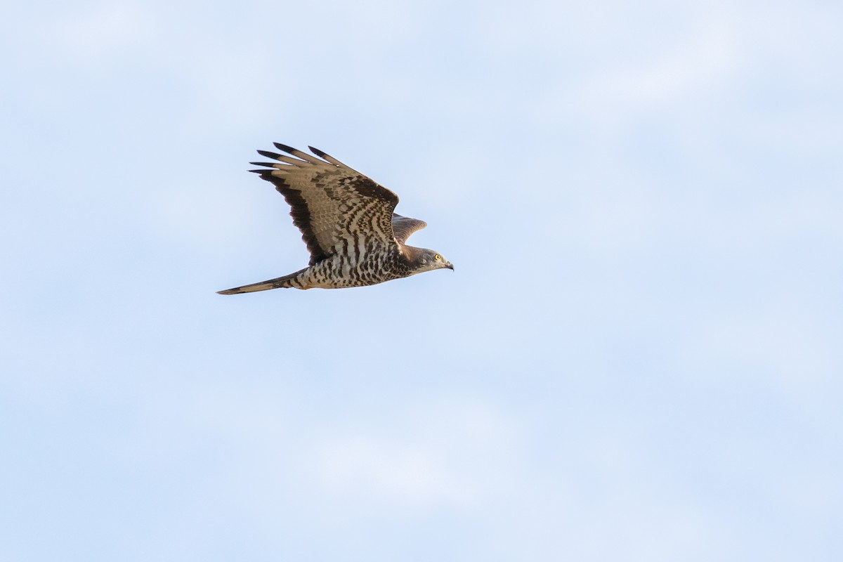 European Honey-buzzard - ML625292047