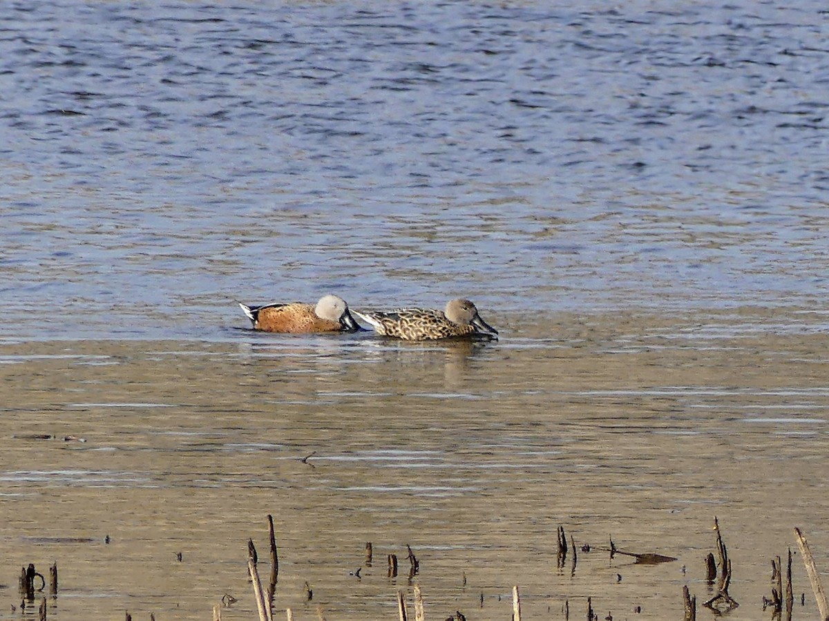 Red Shoveler - ML625292085