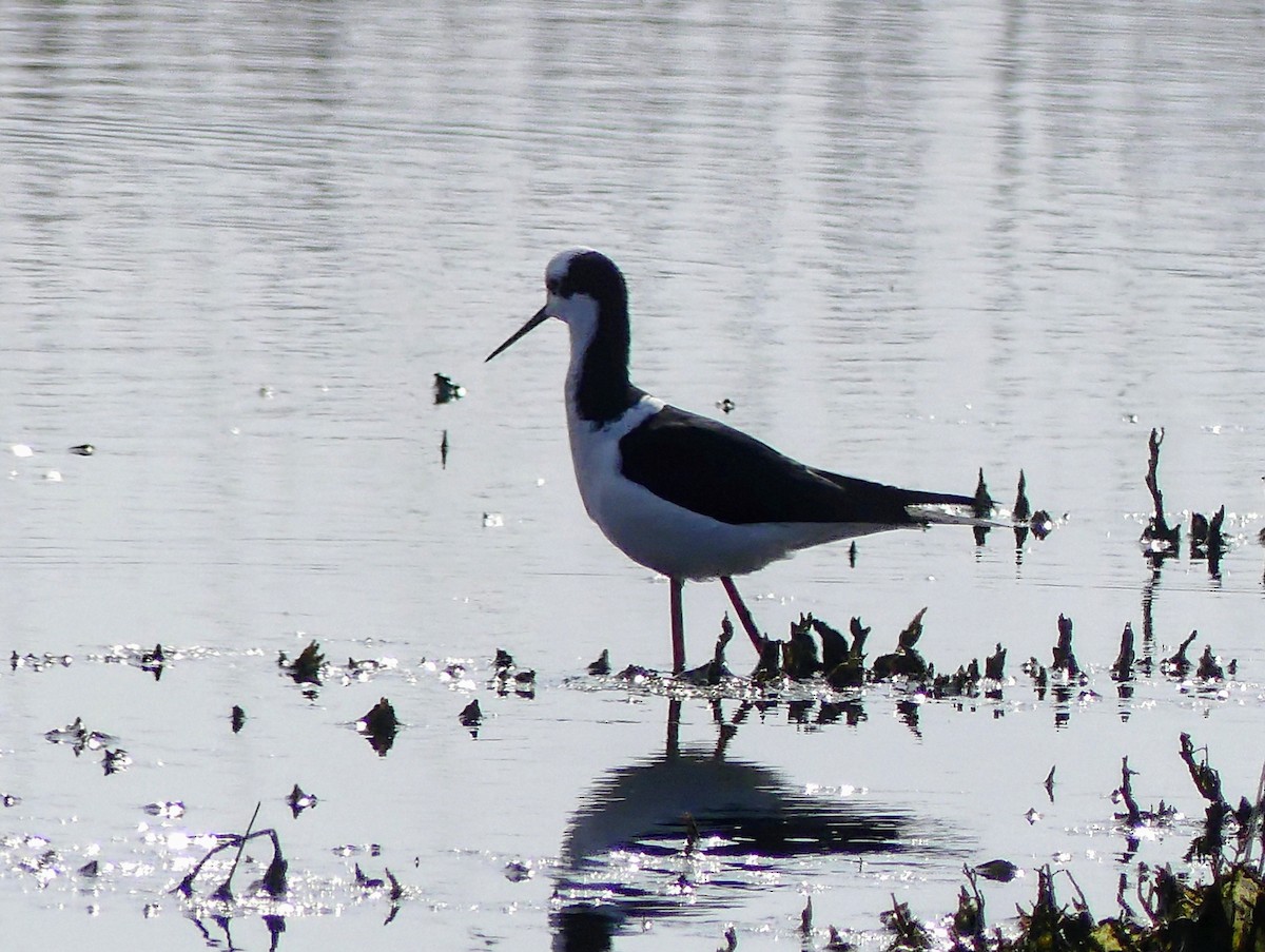 Black-necked Stilt - ML625292118