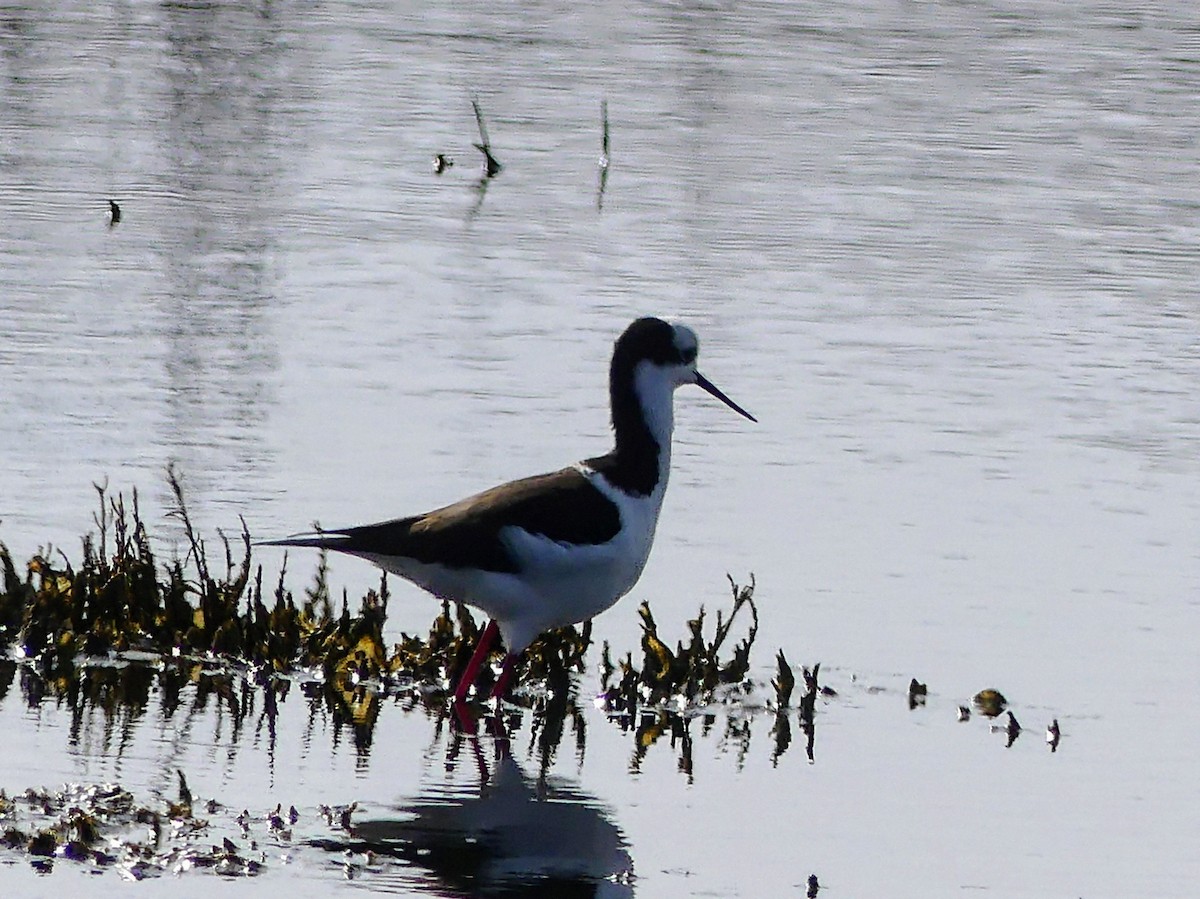 Black-necked Stilt - ML625292119