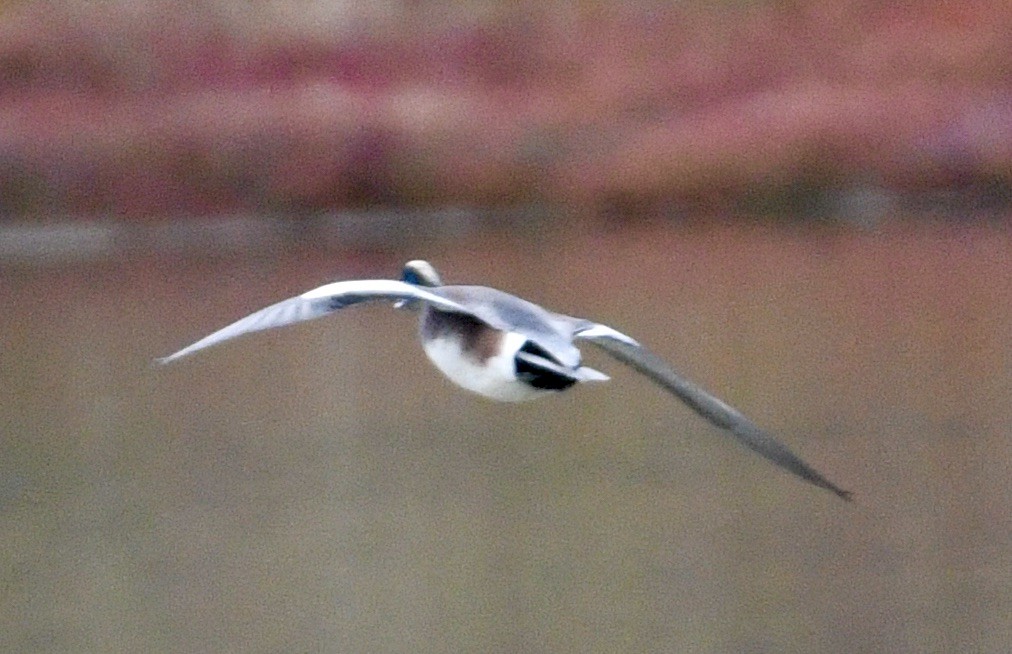 American Wigeon - ML625292126