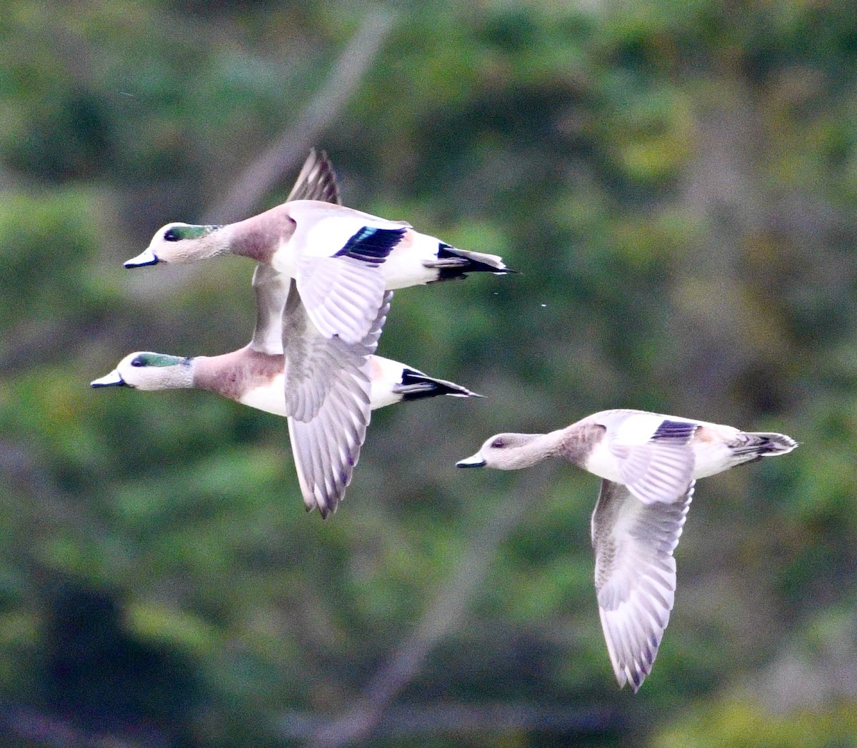 American Wigeon - ML625292127