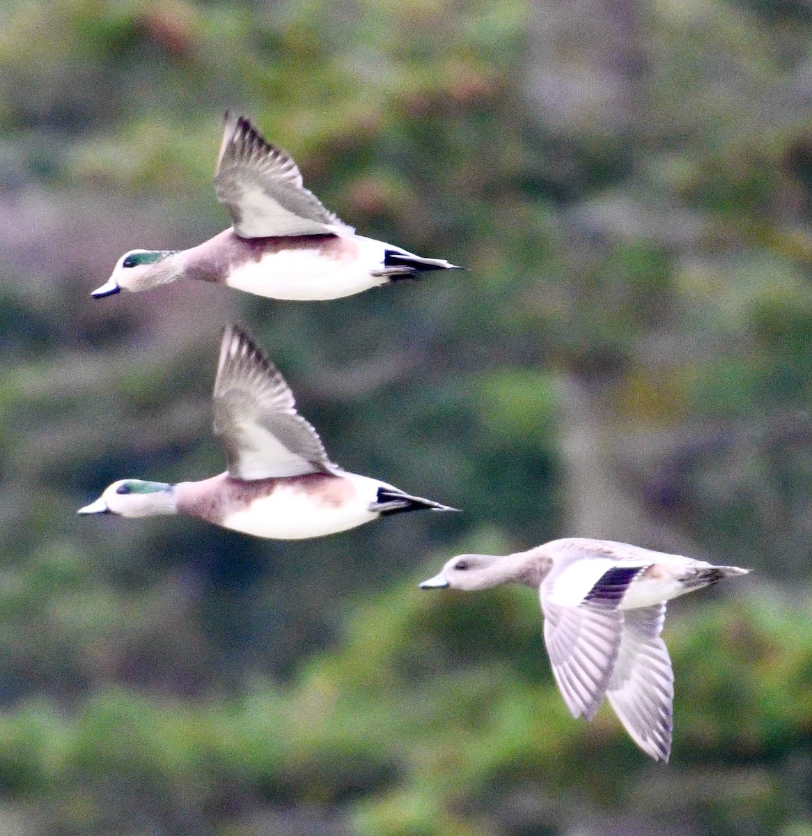 American Wigeon - ML625292128