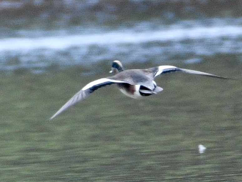 American Wigeon - ML625292129