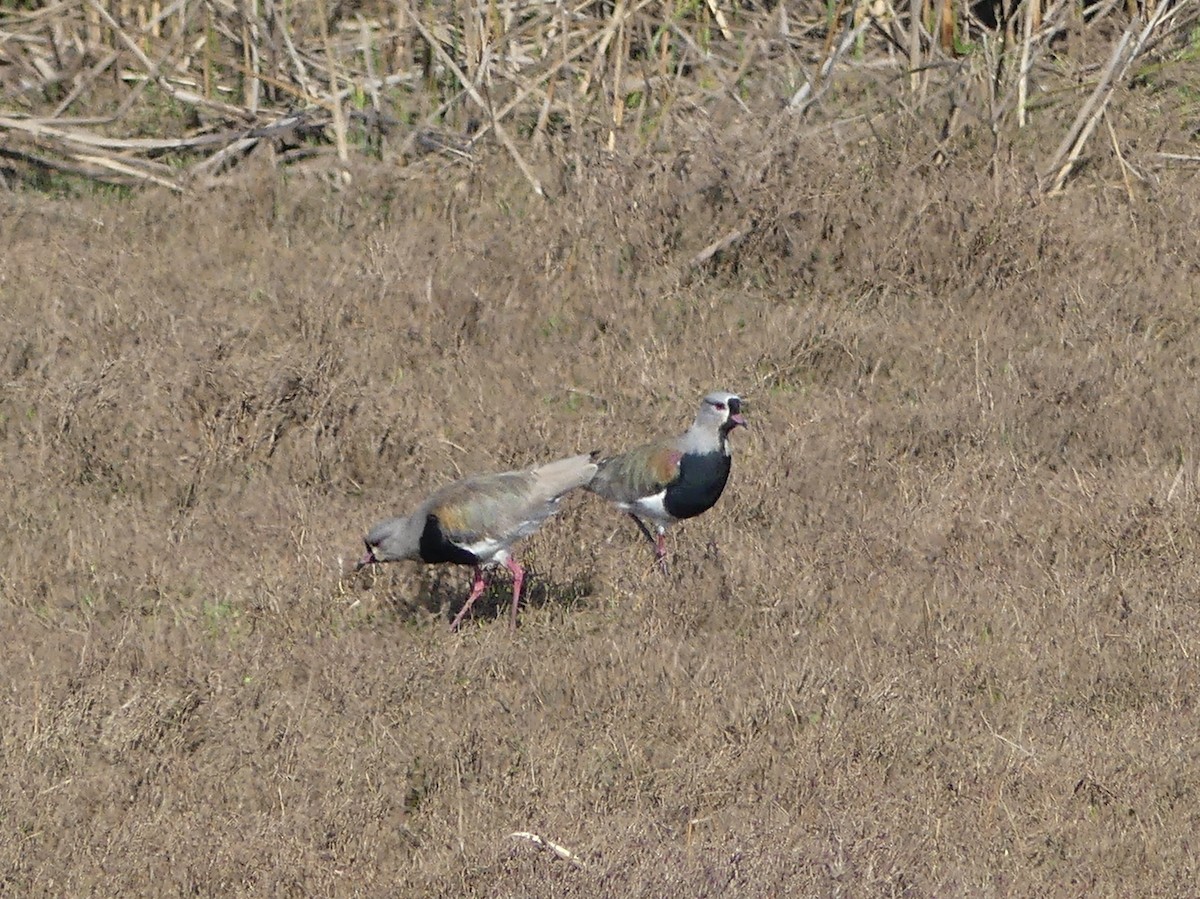 Southern Lapwing - ML625292156